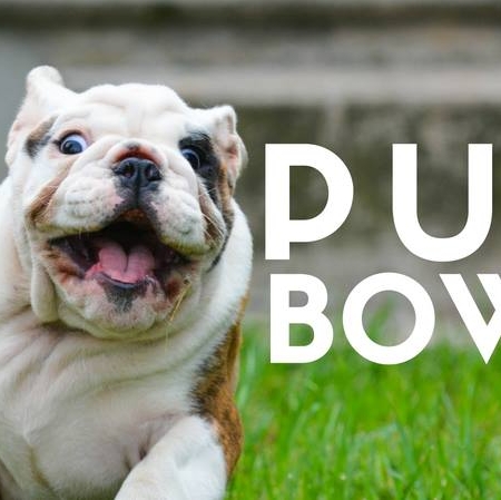 Pup Bowl 2018