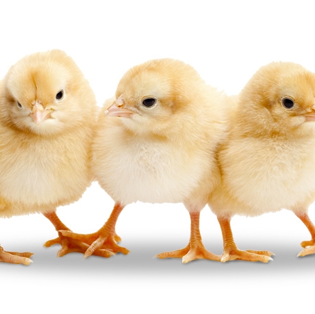 Free Easter Photos with Baby Chicks