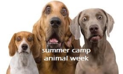 Summer Camp: Animal Week