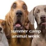 Summer Camp: Animal Week