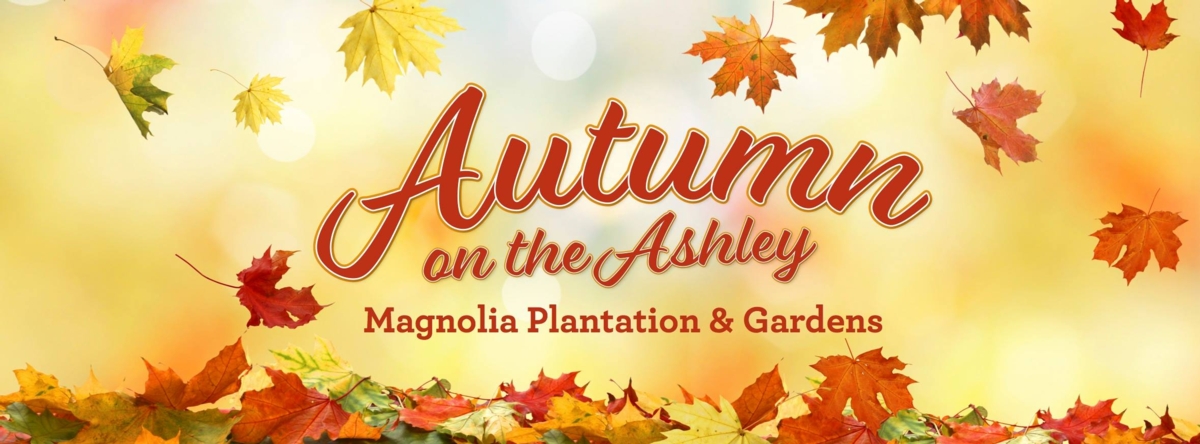 Autumn on the Ashley