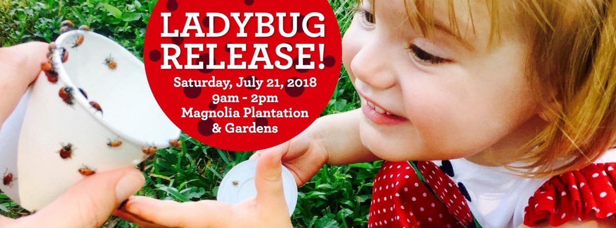 Ladybug release