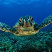 Meet the Keeper: Sea Turtles