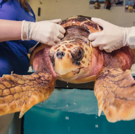 Saving Sea Turtles Homeschool Explorers Club