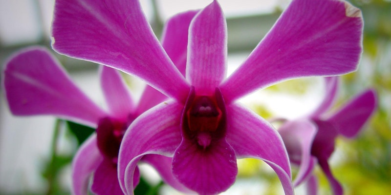 Discovering Orchids for Kids