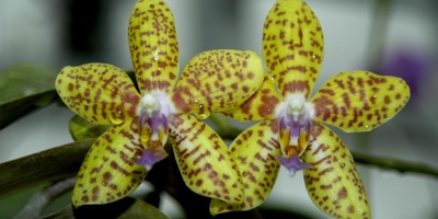 Discovering Orchids for Kids