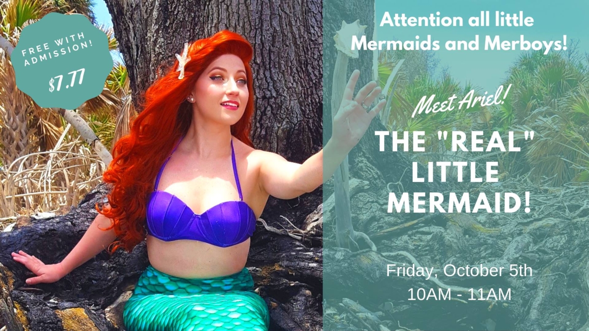 Meet the Little Mermaid